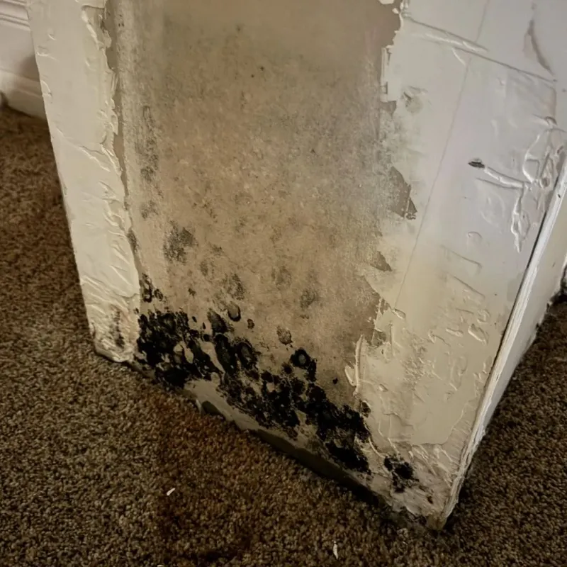 Professional Mold Removal in Harrisville, RI